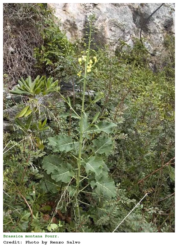 Brassica montana Pourr.